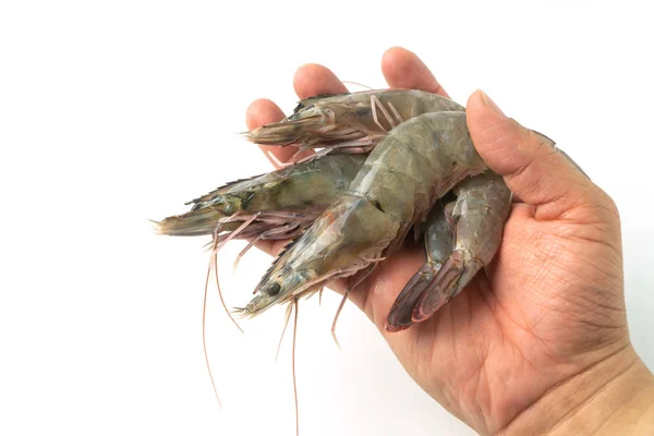 Hands Men Holding Group Fresh Raw Pacific White Shrimp White — Stock Photo, Image