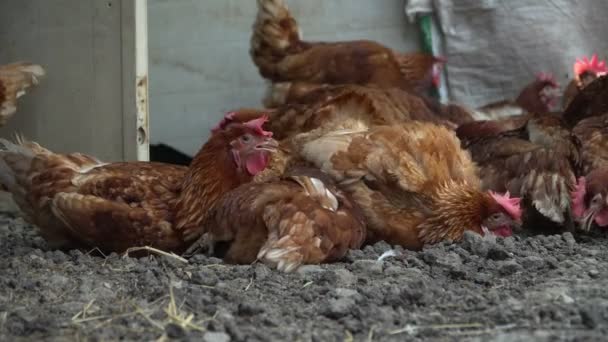 Tavuk Çiftliği Doğada Besleme Closeup Tavuk Bir Grubuz Içeri Zemin — Stok video