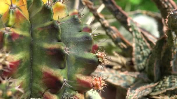 Panoramowanie Fotografowania Bliska Wielu Kaktusów Roślinę — Wideo stockowe