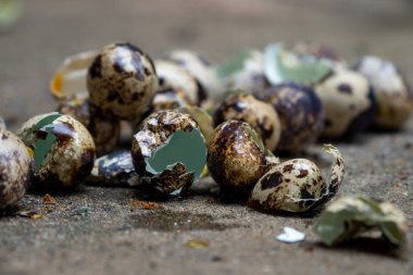 Bıldırcın yumurta kabuğu çimento yere yakın çekim