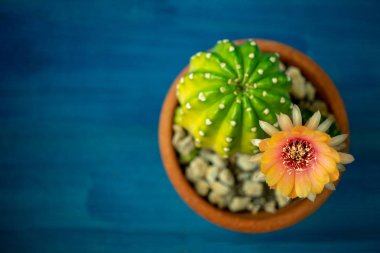 Lobivia kaktüs çiçeğisarı, turuncu ve kırmızı renk üst görünümü Mavi ahşap bir masa üzerinde yeşil sarı kaktüs ile bir tencerede