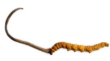 cordycepe sinensis (Chong Cao, Dong Chong Xia Cao) veya üzerinde bir otlar bu mantar cordyceps izole arka plan. Hastalıkların tedavisinde tıbbi özellikleri. Ulusal Organik tıp.