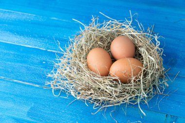 Mavi ahşap arka planda saman yuvasında taze kahverengi tavuk yumurtası. Organik yumurta kavramı, metin veya diğer elementler için boş alan
