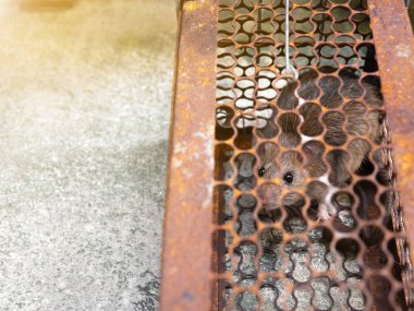 Fare ya bir tuzak kafesinde ya da kapana kısıldı. Pis sıçan, Leptospirosis, Veba gibi hastalıkları insanlara bulaştırıyor. Evlerde ve evlerde fare olmamalı. Kafes bir fareyi kontrol ediyor