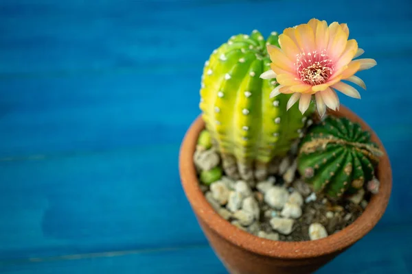 Yellow, orange and red color of cactus flower (Lobivia) In a pot with a green yellow cactus On a blue wooden table