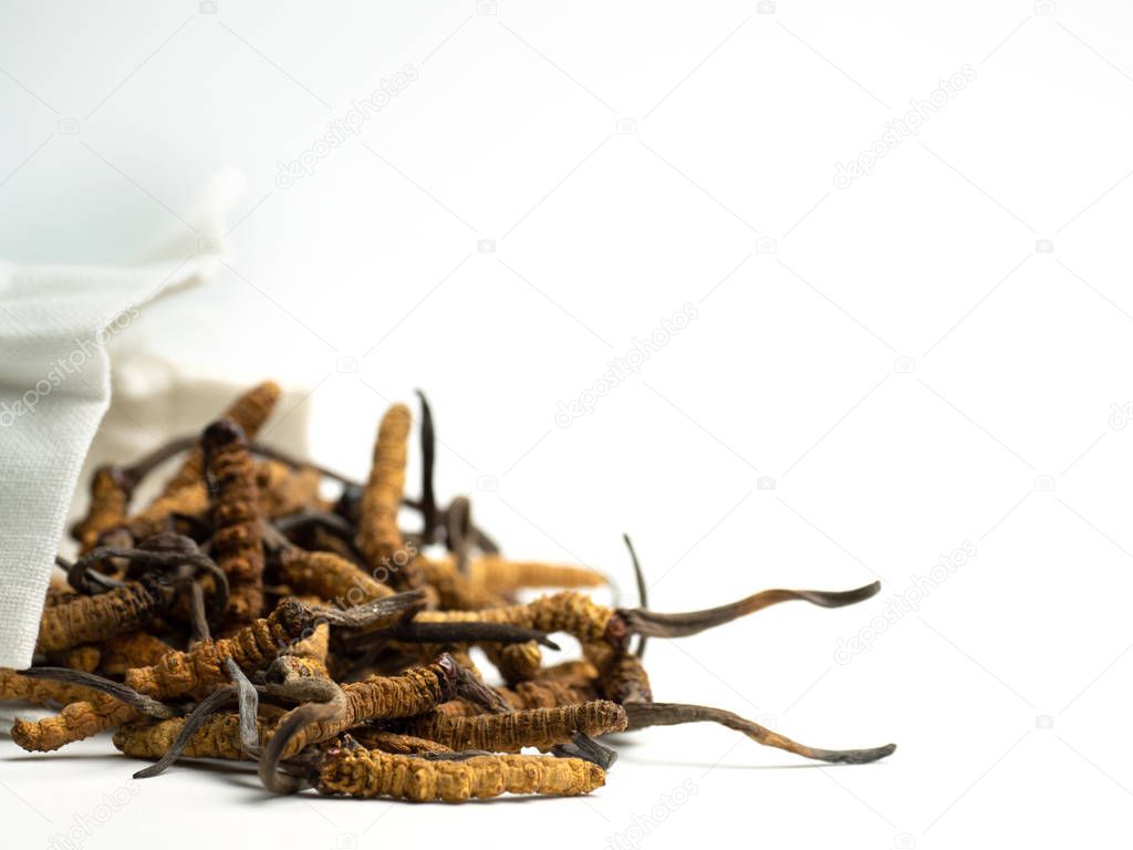 Closeup of Ophiocordyceps sinensis or mushroom cordyceps in white cloth bag on isolated background. Medicinal properties in the treatment of diseases. National organic medicine.