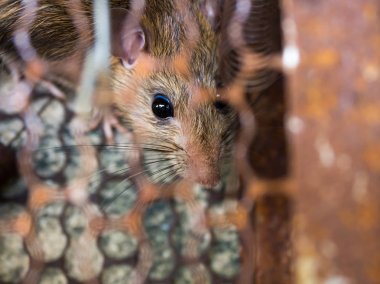 Fare ya bir tuzak kafesinde ya da kapana kısıldı. Pis sıçan, Leptospirosis, Veba gibi hastalıkları insanlara bulaştırıyor. Evlerde ve evlerde fare olmamalı. Kafes bir fareyi kontrol ediyor