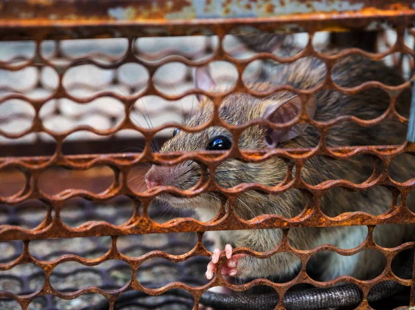 Rat Trapped Trap Cage Trap Dirty Rat Has Contagion Disease — Stock Photo, Image