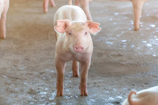 Cerdito Meses Edad Que Saludable Una Granja Cerdos Asean Local —  Fotos de Stock