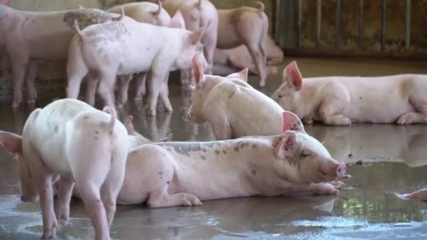 Група свиней, яка виглядає здоровим у місцевій свиноферми АСЕАН у тваринництві. Поняття стандартизованого і чистого землеробства без місцевих хвороб або станів, які впливають на ріст свиней або плодючості — стокове відео