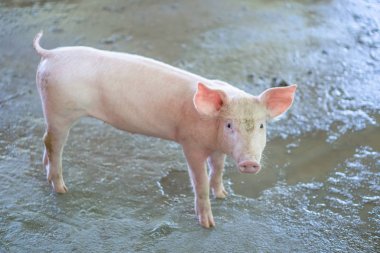 Yerel bir ASEAN domuz çiftliği sağlıklı görünüyor 2 aylık yıl eski Piggy. Yerel hastalıklar ya da domuz büyüme veya mahalli etkileyen koşullar olmadan standart ve temiz tarım kavramı