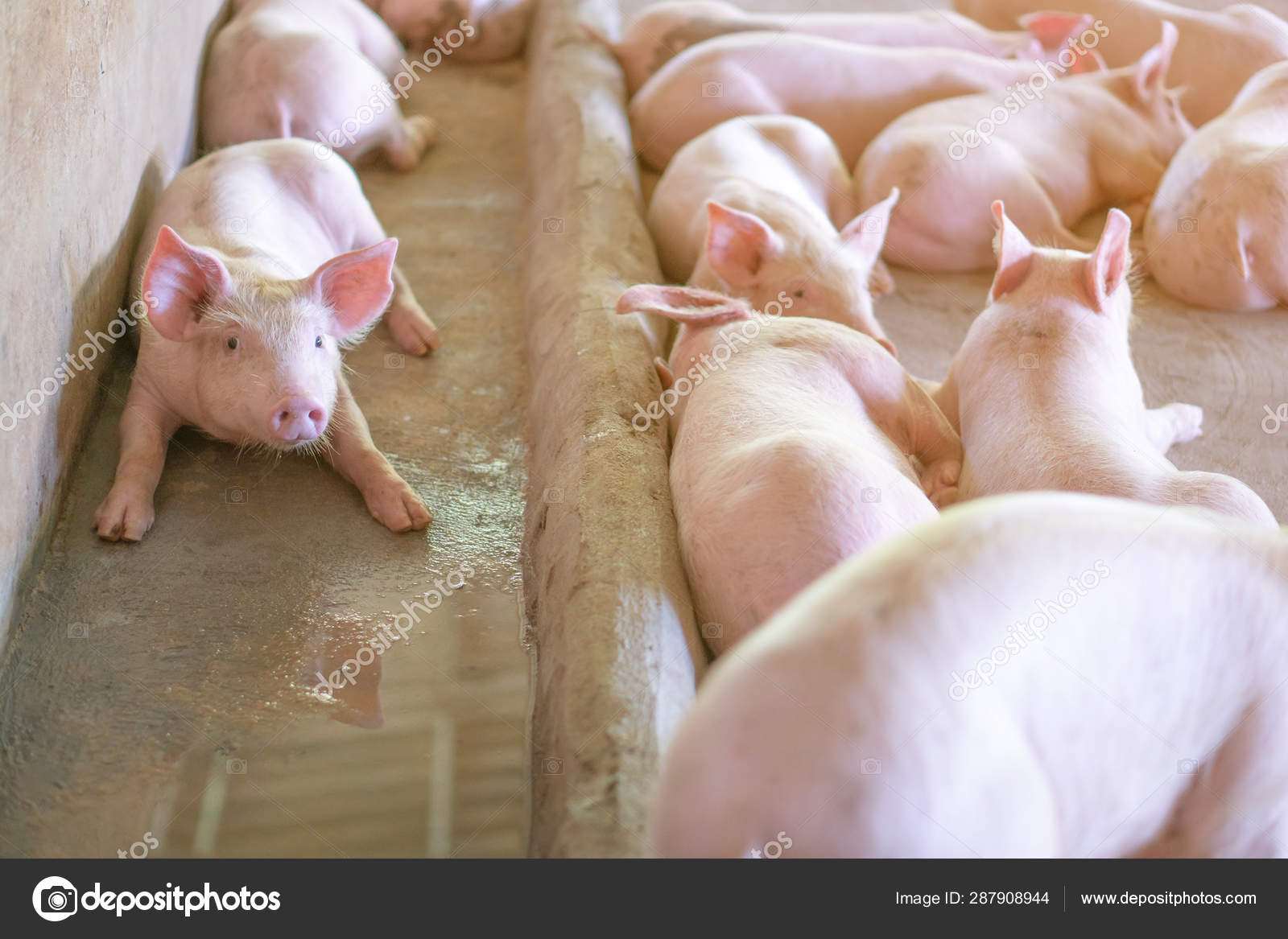 家畜で地元のアセアン豚農場で健康に見える豚のグループ ブタの成長や性に影響を与える局所的な病気や条件のない標準化されたクリーンな農業の概念 ストック写真 C Prot56