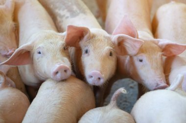 Hayvancılık yerel ASEAN domuz çiftliği sağlıklı görünüyor domuz grubu. Yerel hastalıklar ya da domuz büyüme veya mahalli etkileyen koşullar olmadan standart ve temiz tarım kavramı