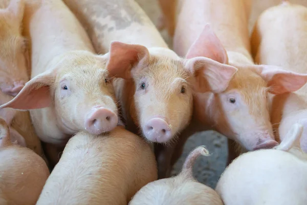 Grupo Cerdos Que Saludable Granja Cerdos Asean Local Ganado Concepto — Foto de Stock
