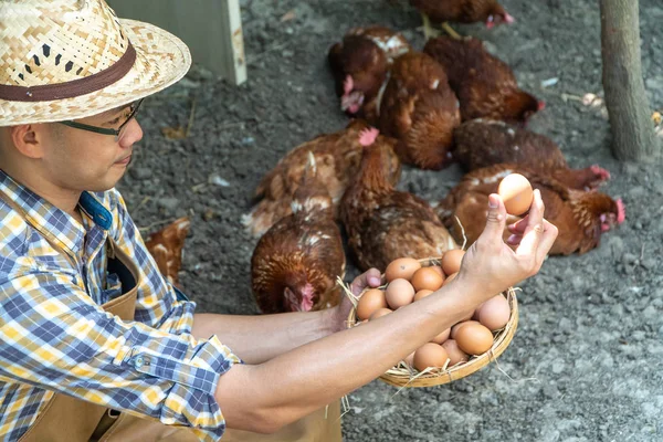 young smart farmer wear plaid long sleeve shirt brown apron are holding fresh chicken eggs into basket at a chicken farm in him home area