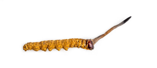cordycepe sinensis (CHONG CAO, DONG CHONG XIA CAO) or mushroom cordyceps this is a herbs on isolated background. Medicinal properties in the treatment of diseases. National organic medicine.