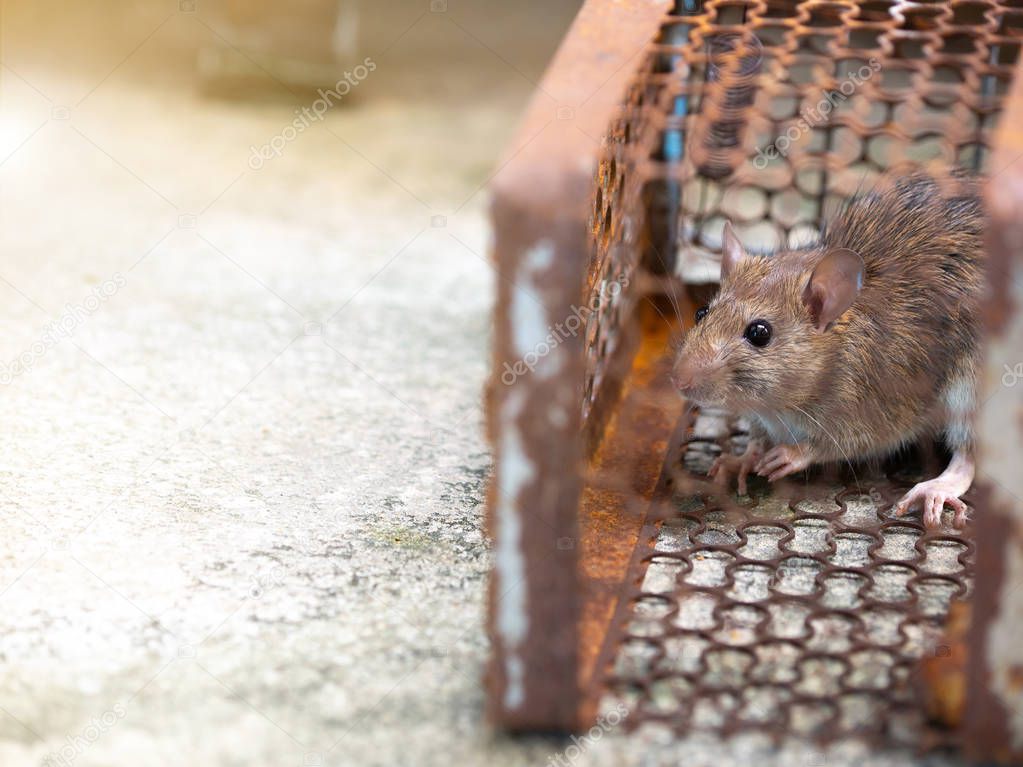 Rat is trapped in a trap cage or trap. the dirty rat has contagion the disease to humans such as Leptospirosis, Plague. Homes and dwellings should not have mice. cage catching control a rat