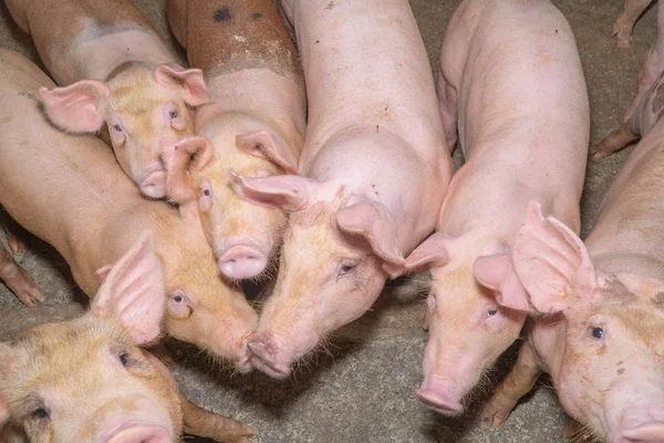 Grupo Cerdos Que Saludable Granja Porcina Local Asean Ganado Concepto —  Fotos de Stock