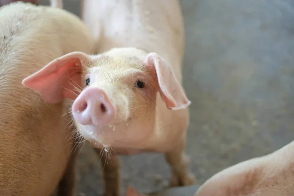 Grupo Cerdos Que Saludable Granja Cerdos Asean Local Ganado Concepto —  Fotos de Stock