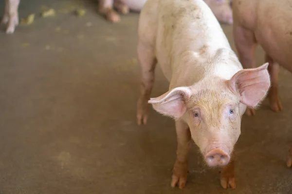 Grupo Cerdos Que Saludable Granja Cerdos Asean Local Ganado Concepto —  Fotos de Stock