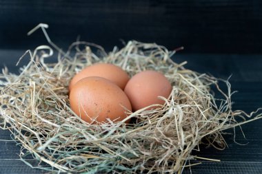 Siyah ahşap arka plan üzerinde saman yuvataze kahverengi tavuk yumurtası kapatın. Organik yumurta kavramı, metin veya diğer öğeler için boş alan