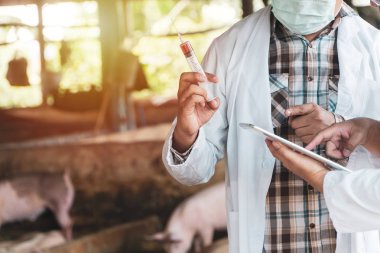 Veteriner Doktor koruyucu takım elbise giyen ve domuz yetiştiriciliğinde Ayak ve Ağız Hastalığı Aşısı için bir şırınga tutan. Domuz çiftliğinde bulaşıcı hastalıkların önlenmesi kavramı.