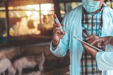 Veteriner Doktor koruyucu takım elbise giyen ve domuz yetiştiriciliğinde Ayak ve Ağız Hastalığı Aşısı için bir şırınga tutan. Domuz çiftliğinde bulaşıcı hastalıkların önlenmesi kavramı.