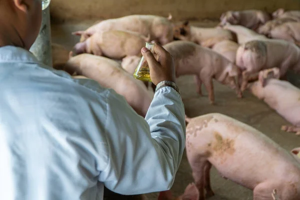 Veterinär Läkarens Baksida Bär Skyddande Dräkt Och Håller Erlenmeyerkolv För — Stockfoto