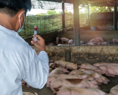 Koruyucu takım elbise giyen ve domuz yetiştiriciliğinde Ayak ve Ağız Hastalığı Aşısı için bir şırınga tutan veteriner Doktor Arka görünüm. Domuz çiftliğinde bulaşıcı hastalıkların önlenmesi kavramı.