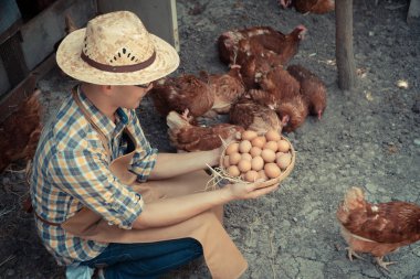 Genç akıllı çiftçi uzun kollu ekose gömlek giyiyor kahverengi önlük taze tavuk yumurtalarını sepete koyuyor tavuk çiftliğinin yanında tavuğun yanında duruyordu. Zehirli olmayan yiyecek kavramı