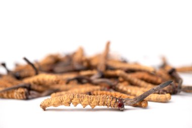 Ophiocordyceps sinensis ya da mantar kordyseps bu izole bir arka plan. Hastalıkların tedavisinde tıbbi özellikler. Ulusal organik tıp.