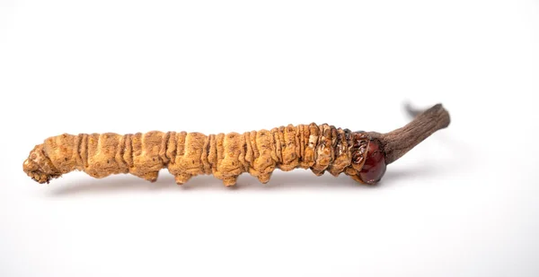 Cordycepe sinensis ya da mantar kordisepsi izole bir arka planda bulunan bir bitkidir. Hastalıkların tedavisinde tıbbi özellikler. Ulusal organik tıp.