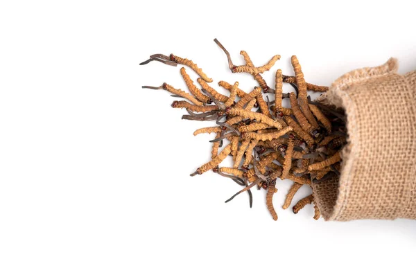 Primer Plano Ophiocordyceps Sinensis Cordyceps Hongos Saco Marrón Sobre Fondo — Foto de Stock