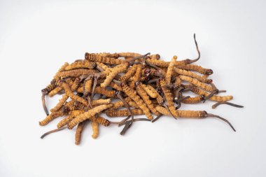 Ophiocordyceps sinensis ya da mantar kordisepsi kapatın. Bu bir şifalı bitkidir. Hastalıkların tedavisinde tıbbi özellikler.