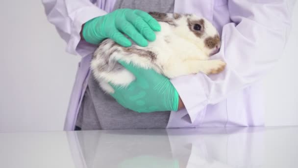 獣医師はウサギを優しくマッサージするために彼の手を使用しています。カビやノミをチェックし、ウサギの耳をきれいにする前にウサギをリラックスさせる。ペットを飼ったり掃除したりするアイデア — ストック動画
