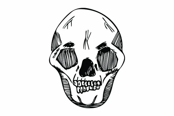 手描きの頭蓋骨スケッチベクトルイラスト — ストックベクタ