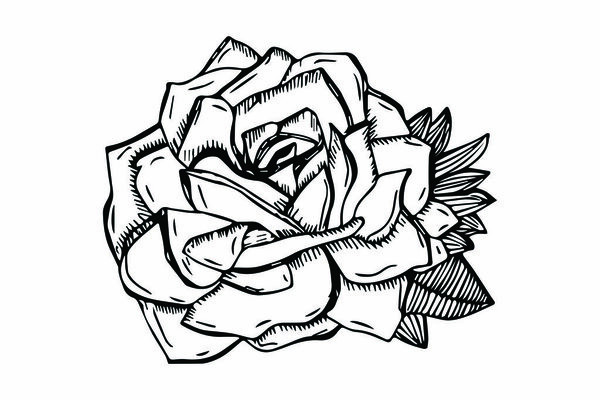 hand drawn sketched Rose illustration vector