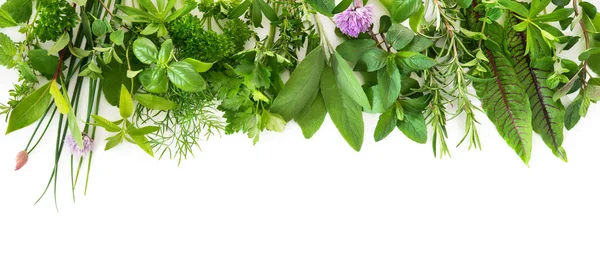Various Kinds Fresh Garden Herbs Isolated White Background — Stock Photo, Image