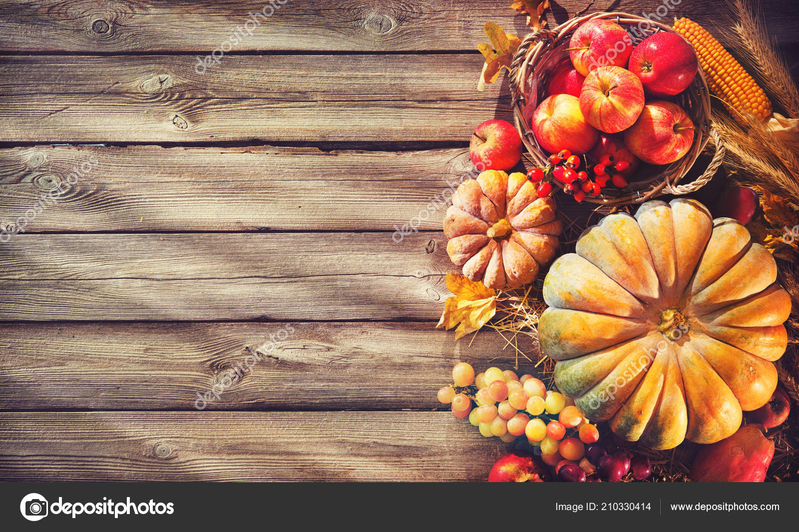 Thanksgiving Background Pumpkins Corn Cobs Fruits Wheat Falling Leaves Rustic Royalty Free Photo Stock Image By C Alexraths 210330414