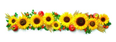 Sonbahar ya da Şükran günü arka plan ayçiçeği, elma, buğday ve rose hips beyaz izole 