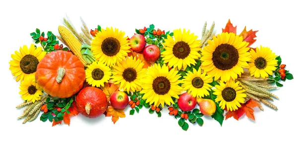 Autumn Thanksgiving Background Sunflowers Pumpkins Apples Wheat Rose Hips Isolated — Stock Photo, Image