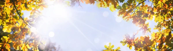 Tarih Pzr sonbahar meşe yaprağı. Arka plan bulanık düşmek