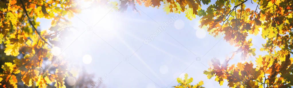 Autumnal oak leaves on the sun. Fall blurred background