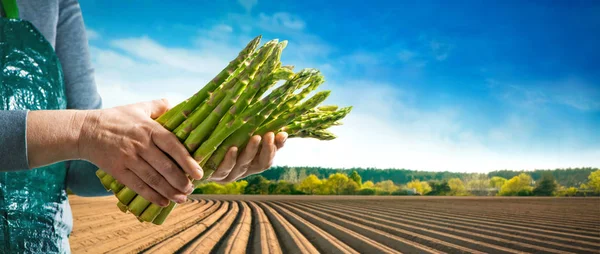 Bundle Green Asparagus Hands Farmer Front Asparagus Field Spring — Stock Photo, Image