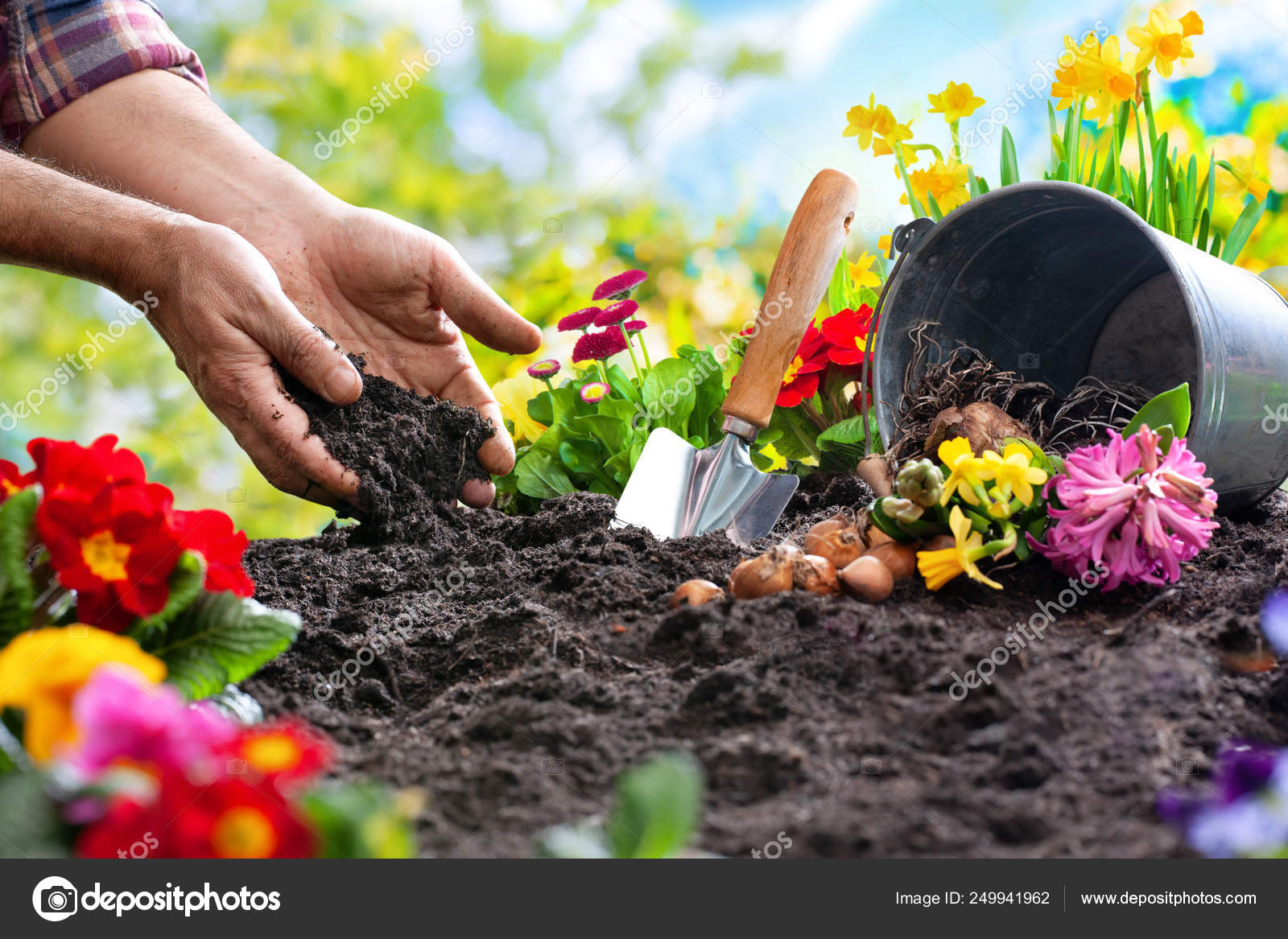 Planting spring flowers in the garden Stock Photo by ©alexraths 249941962
