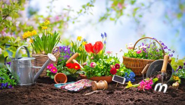 Bahar çiçek dikimi