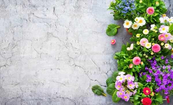 Ferramentas de jardinagem e flores de primavera no terraço — Fotografia de Stock