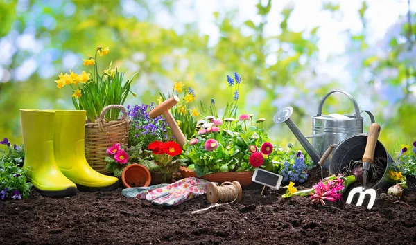 Piantare fiori primaverili in giardino — Foto Stock