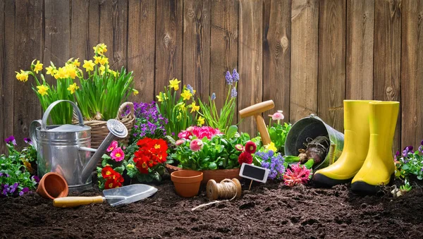 Výsadba jarních květin v zahradě — Stock fotografie