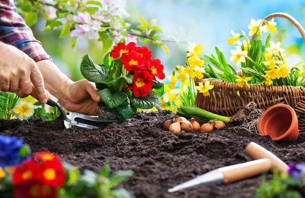 Frühlingsblumen im Garten pflanzen — Stockfoto